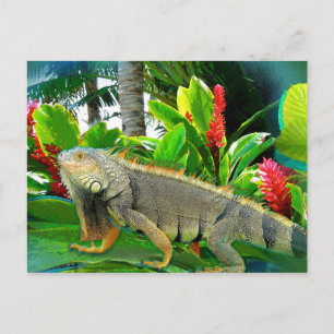 CARTE POSTALE Floridian Iguana