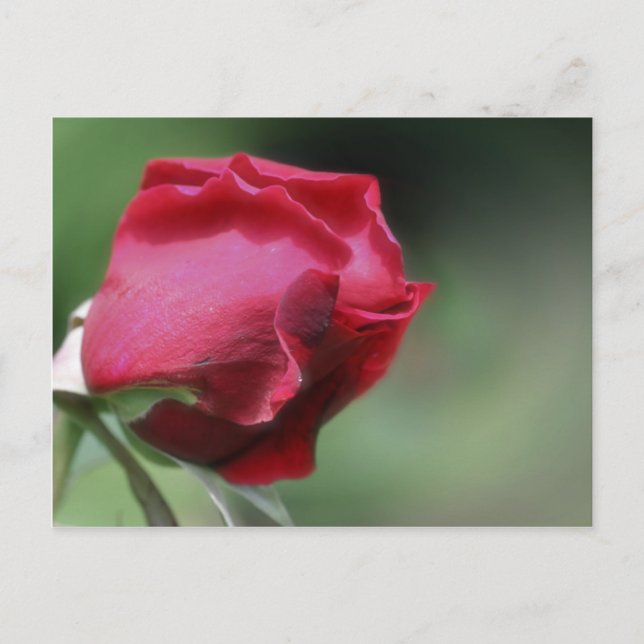 Carte Postale Flower (Devant)
