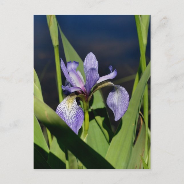 Carte Postale Flower bleu sauvage (Devant)