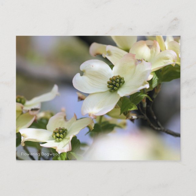 Carte Postale Flower Dogwood [Carte postale] (Devant)