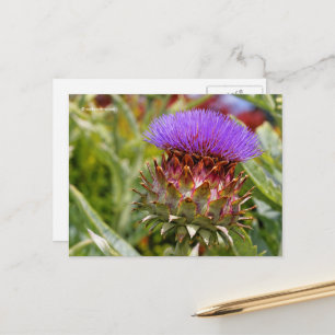 Carte Postale Flower Globe Artichoke Vegetable