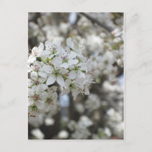 Carte Postale Flower Pear Tree Bloom