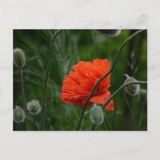 Carte Postale flowers bloom