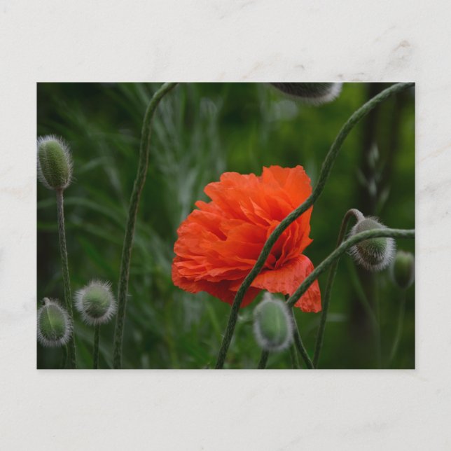 Carte Postale flowers bloom (Devant)