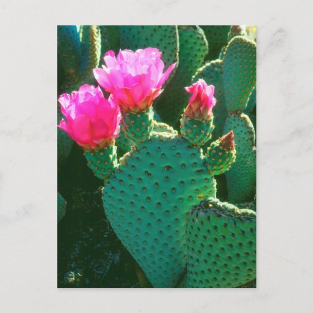 Carte Postale Flowers de Beavertail (Devant)