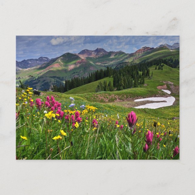 Carte Postale Flowers (homonymie) | Wildflowers Durango (Devant)