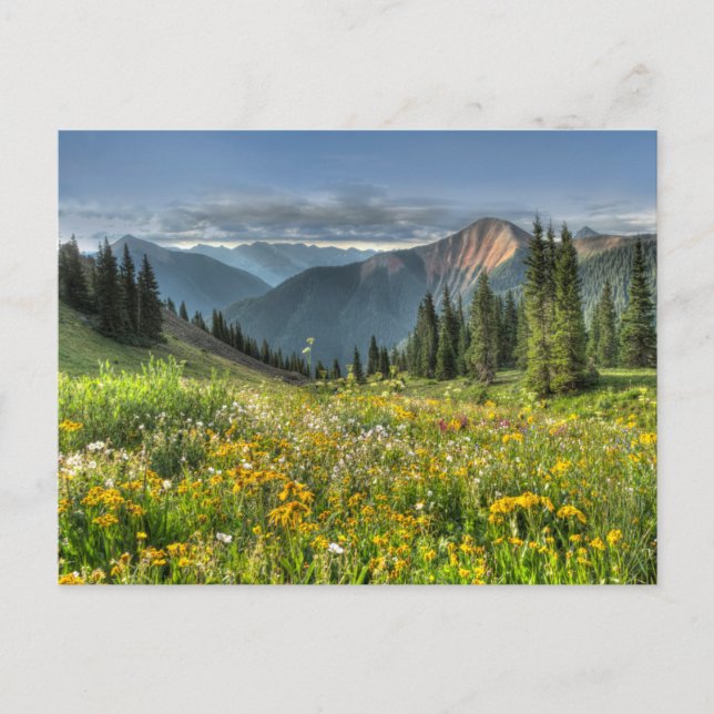 Carte Postale Flowers (homonymie) | Wildflowers Silverton Colora (Devant)