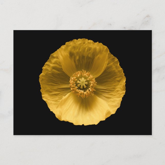 Carte Postale Flowers | Yellow Poppy (Devant)
