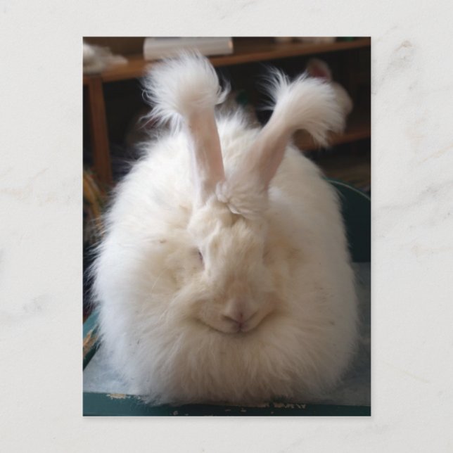 Carte Postale Fluffy Angora Bunny (Devant)
