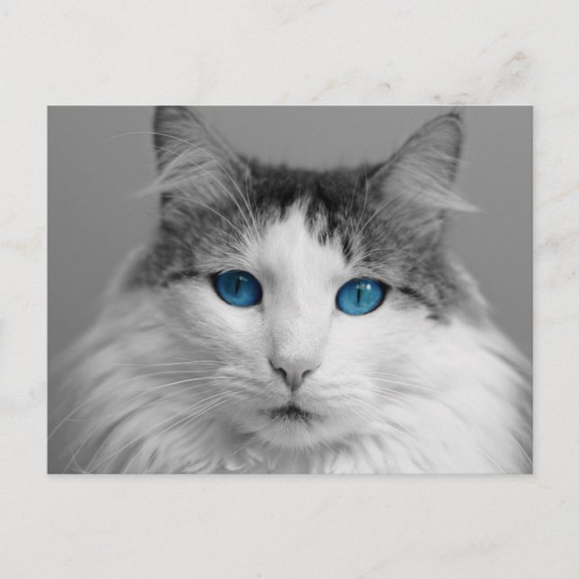 Carte Postale Fluffy Gris et Blanc Bleu-Eyed Chat (Devant)