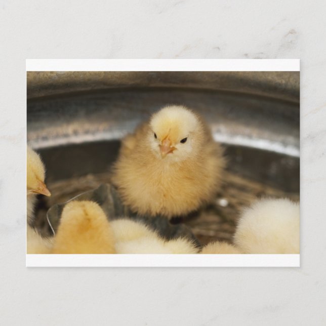 Carte Postale Fluffy Jaune bébé poussette (Devant)