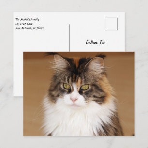 Carte Postale Fluffy Maine Coon Cat