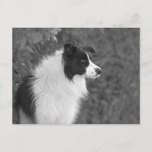 Carte Postale Fluffy noir blanc joli chien Collie