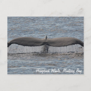 Carte postale Flukes de baleine à bosse