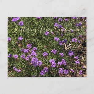 Carte Postale Flutterfrom California : De La Mina Verbena Po