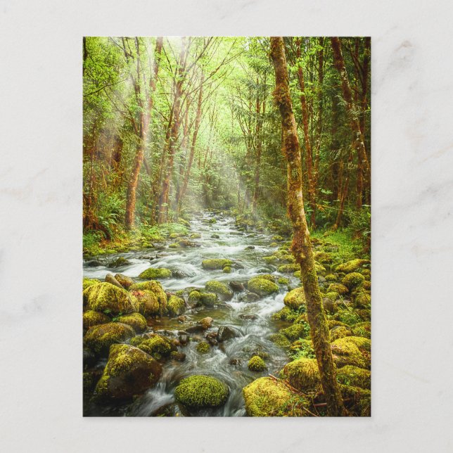 Carte Postale Flux forestier de l'Imaginaire de l'Oregon (Devant)