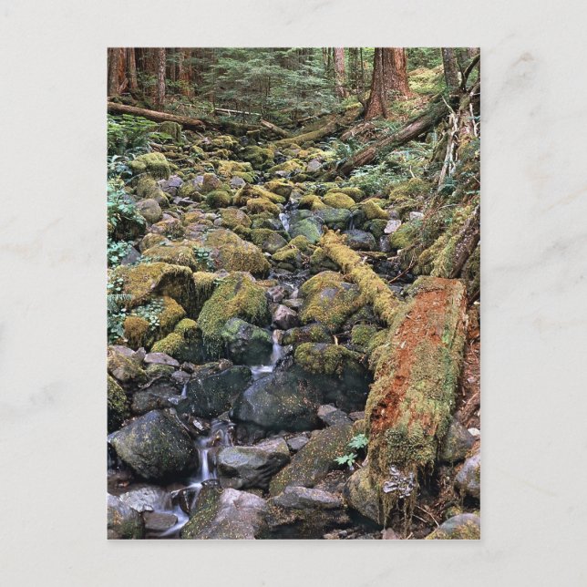 Carte Postale Flux rocheux du Minnesota commun de la forêt (Devant)