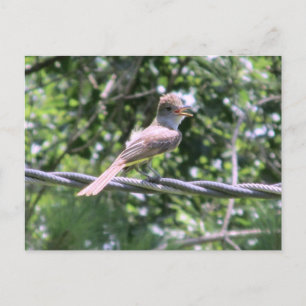Carte Postale Flycatcher Crested