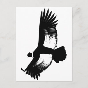 Carte Postale Flying Andean Condor