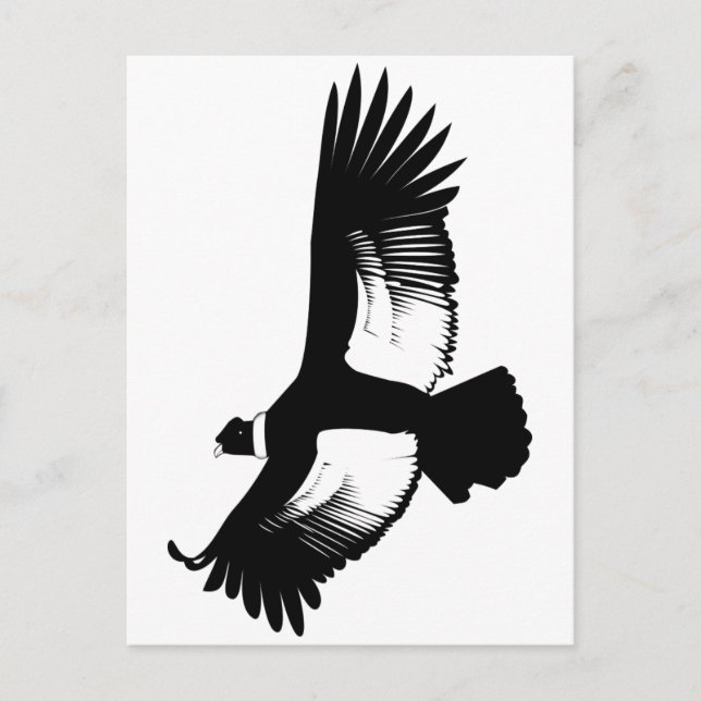 Carte Postale Flying Andean Condor (Devant)