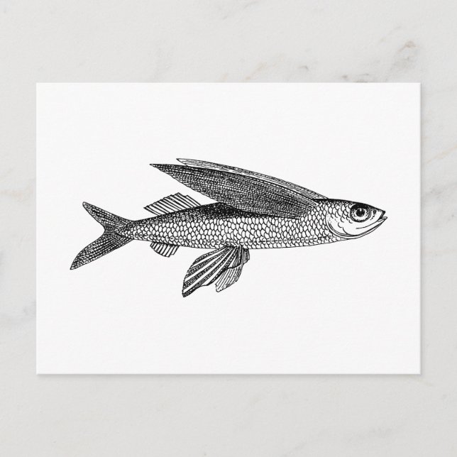 Carte Postale Flying Fish dessin vintage (Devant)