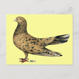 Carte Postale Flying Oriental Roller : Almond