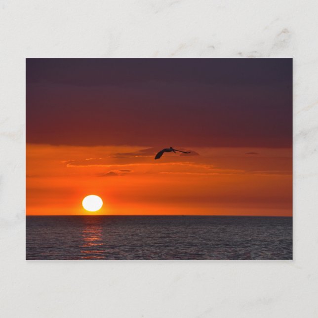 Carte Postale Flying Pélican au coucher du soleil en Floride (Devant)