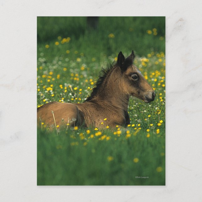 Carte Postale Foal allongé dans les fleurs (Devant)