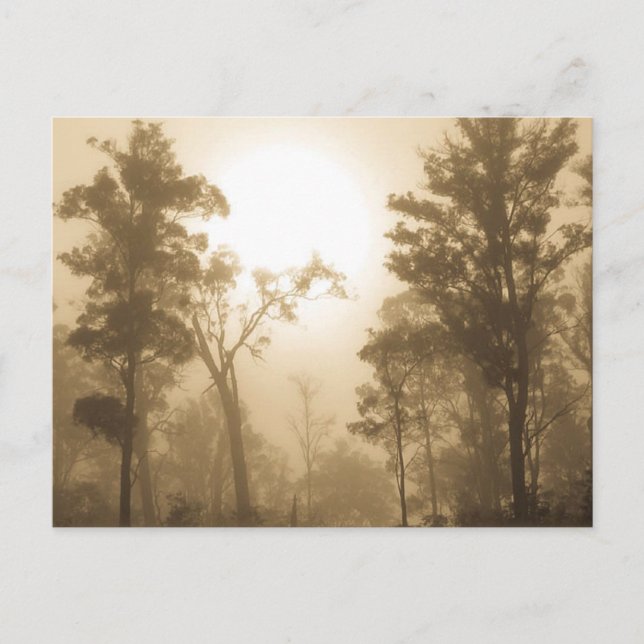 Carte Postale Foggy Forest Sepia - Postcard (Devant)
