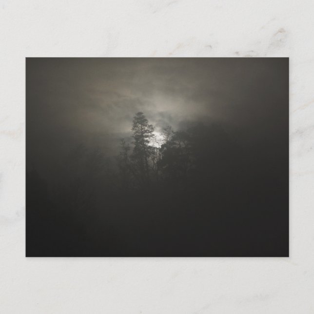 Carte Postale Foggy woods (Devant)