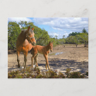 Carte Postale Fohlen lert Balance