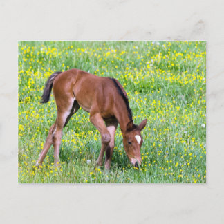 Carte Postale Foie de printemps