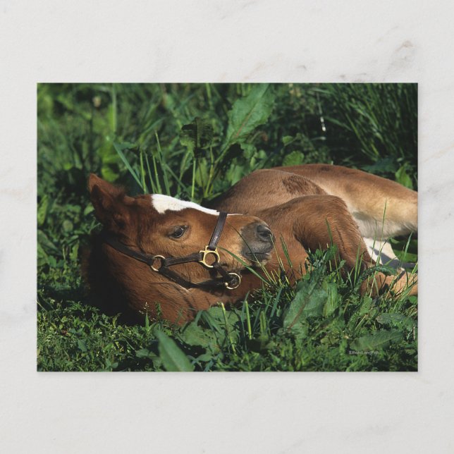 Carte Postale Foie Thoroughbred allongé (Devant)