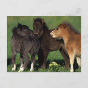 Carte Postale Foies miniatures 1