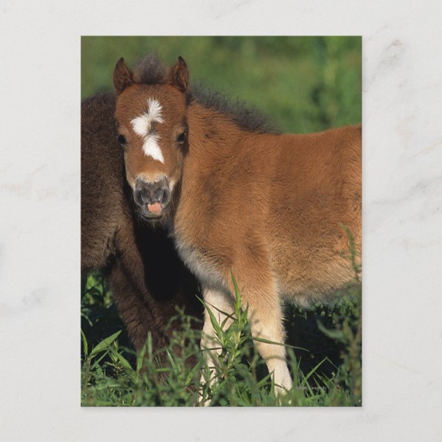 Carte Postale Foies miniatures en herbe (Devant)