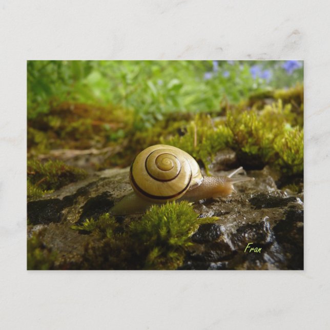 Carte Postale foin pour la journée de l'escargot ! (Devant)