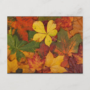 Carte Postale Folithe d'automne