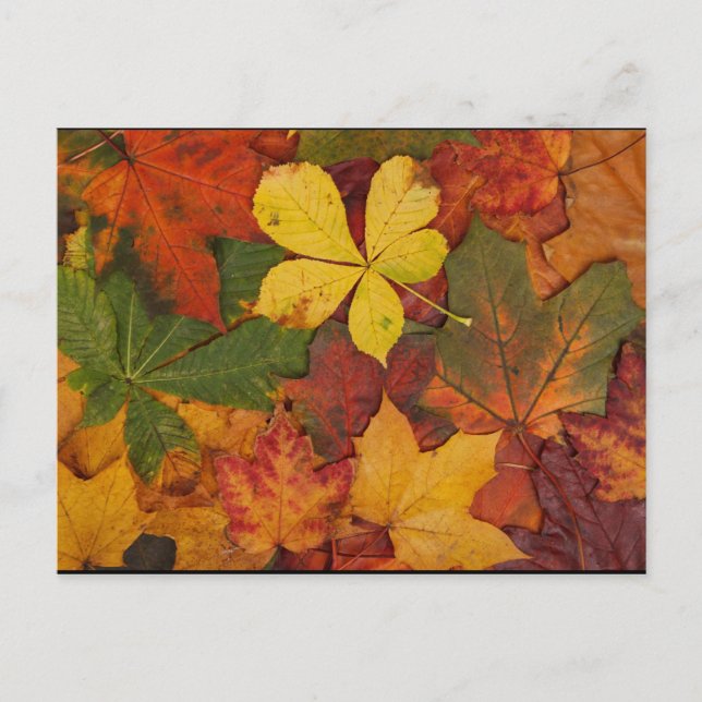 Carte Postale Folithe d'automne (Devant)