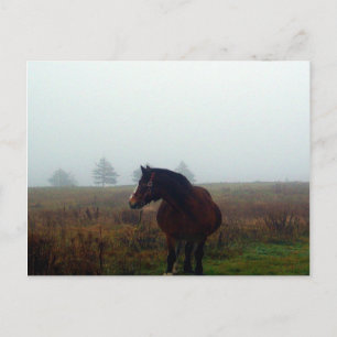 Carte postale Follow Me