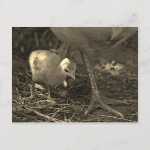 Carte Postale Following in Mom's Footsteps - Postcard