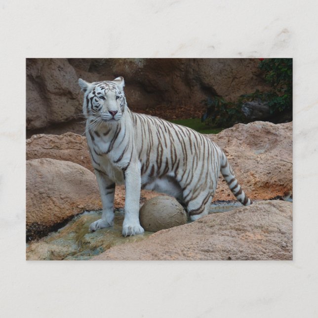 Carte Postale Fond de roche Tigre blanc du Bengale (Devant)