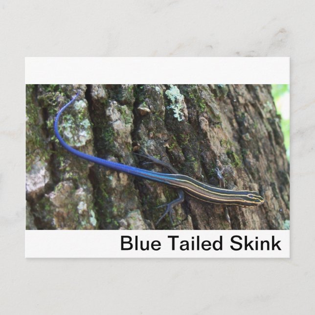 Carte Postale Fond d'écran bleu (Devant)