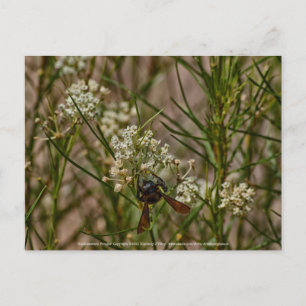 Carte Postale Forager du Sud-Ouest