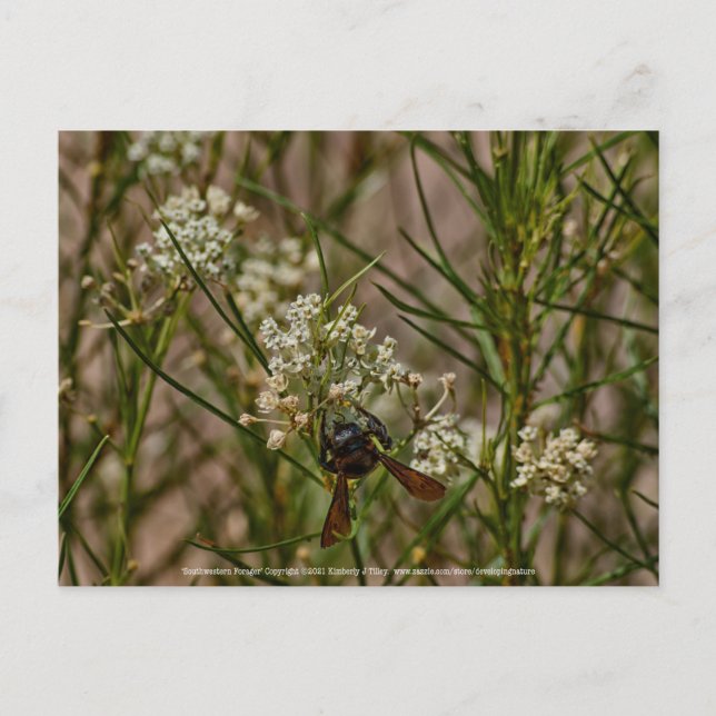 Carte Postale Forager du Sud-Ouest (Devant)