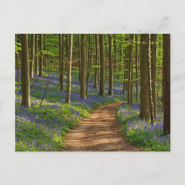 Carte Postale Forest | Bluebell Forest en Belgique (Devant)