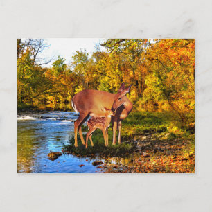 Carte postale "Forest Morning"
