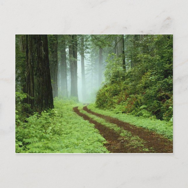 Carte Postale Forêt (Devant)