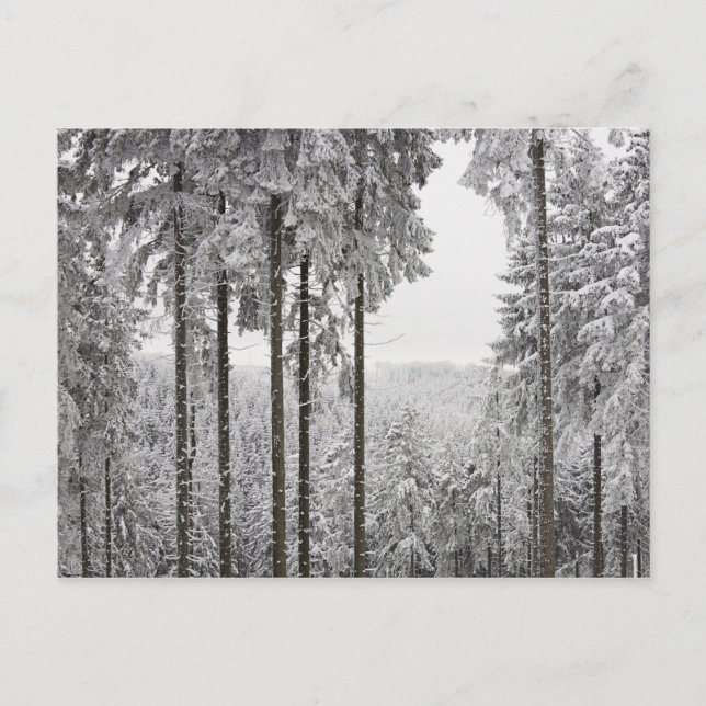 Carte Postale Forêt à feuillage persistant en hiver (Devant)