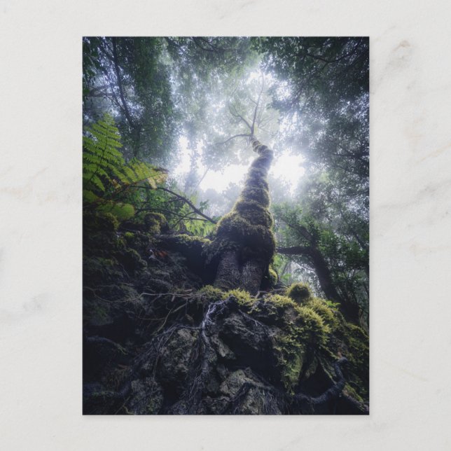 Carte Postale Forêt | Anaga Parc rural Îles Canaries (Devant)