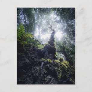 Carte Postale Forêt   Anaga Parc rural Îles Canaries